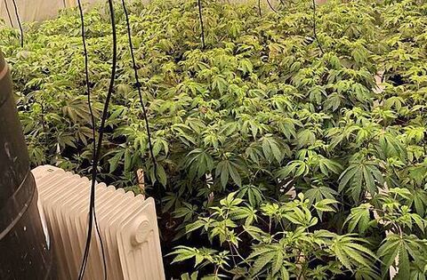 Four arrested after police uncover cannabis factory in Derry