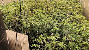 Four arrested after police uncover cannabis factory in Derry