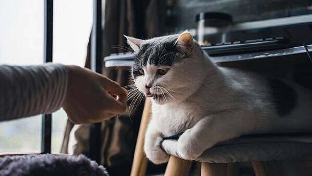 Death of a pet can be as distressing as losing a person, research shows