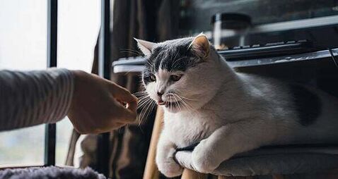 Death of a pet can be as distressing as losing a person, research shows