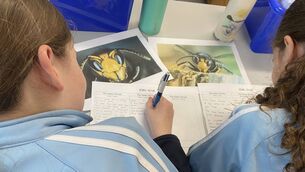 <p>Students from Newtown National School, Ballinasloe, County Roscommon investigating the Asian Hornet.</p>
