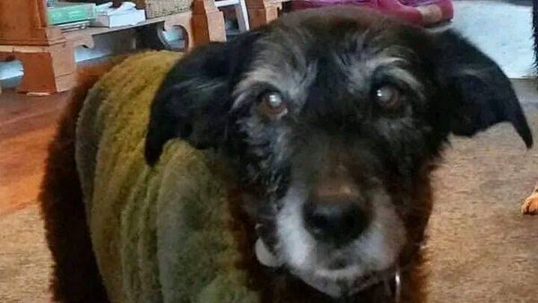 Appeal made to find missing dog