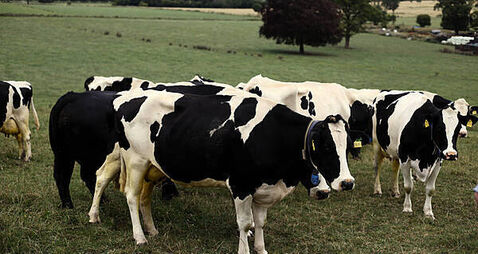 Farmer's confidence in Bord Bia will only be restored with new chairperson