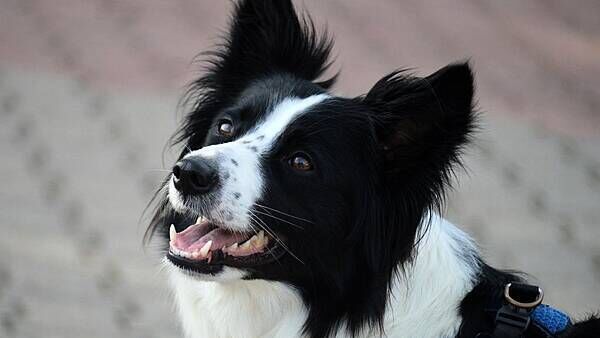 Move underway to remove blanket pet bans in social housing, TD says