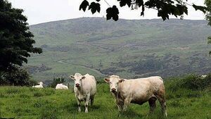 China suspends Irish beef imports after bluetongue outbreak in Wexford