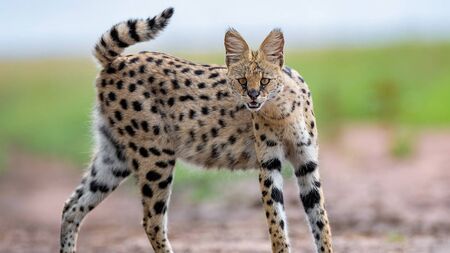 Wildlife park comes to rescue of malnourished wildcat found in Roscommon
