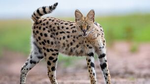 <p>A serval is a wild small cat native to Africa.</p>