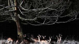 Government to scrap Dublin Airport passenger cap under new laws