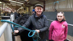 <p>John and Amy Heneghan from Ballinlough head to the ring with Jackie Adam. The Angus bull went on to sell for €4,300 at a sale of pedigree bulls and heifers at Carrick Showgrounds. Pic: Gerry Faughnan </p>