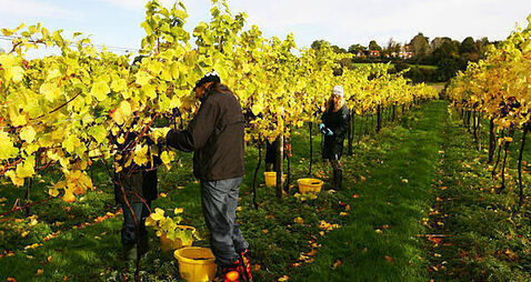 Fruit packer forced to drop claim after CCTV showed she spilled grape that caused fall