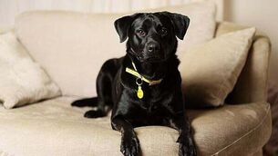 Trolley watch: 598 patients waiting for beds in hospitals