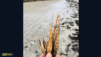 Toxic plant spotted on several beaches along east coast as further warning issued