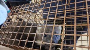 A furry friend who took up residence in a Roscommon school attic!