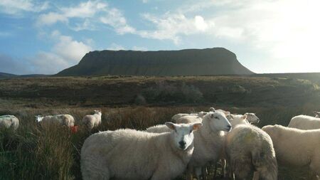 Prime Time investigation to examine scale of farm theft