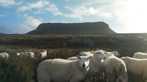 Prime Time investigation to examine scale of farm theft