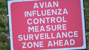 Are the Cork and Jamaican accents really that similar?