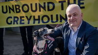 Scotland follows Wales in banning greyhound racing