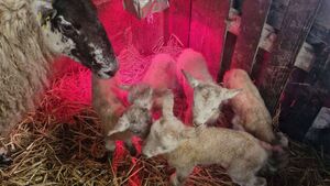 'One in a million' lamb quintuplets born at Roscommon farm
