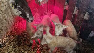 <p>The ewe with her five new lambs on Michael Fallon's farm in Oran.</p>