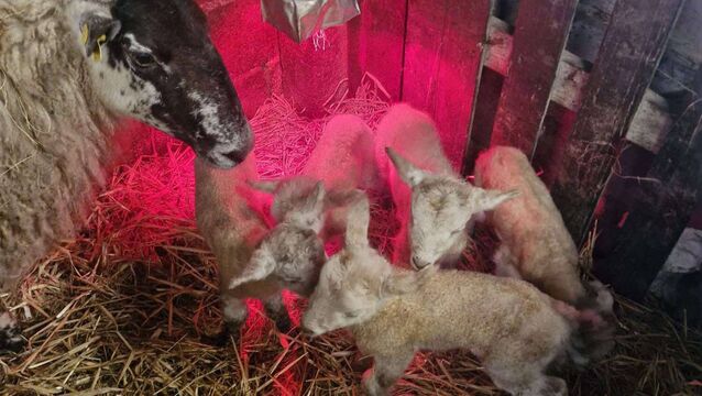 'One in a million' lamb quintuplets born at Roscommon farm 
