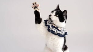 Investigation into suspected petrol bomb attack at building in Tallaght