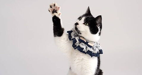 Piano-playing rescue cat from Wicklow a whisker away from stardom after landing major TV role