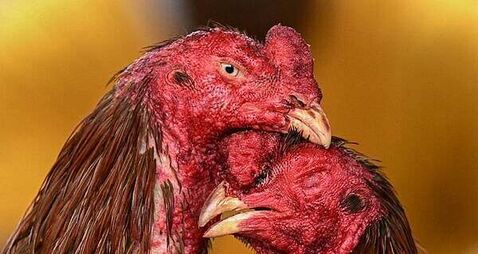 Man arrested over cock fighting event in Monaghan