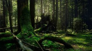 Lost teens rescued from County Roscommon forest