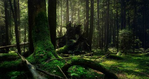 Lost teens rescued from County Roscommon forest