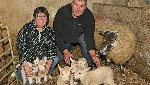 <p>FAMOUS FIVE: Shirley and Michael Fallon, Clooneenbaun, Oran pictured with their lamb quintuplets. Pic: Gerard O’Loughlin </p>