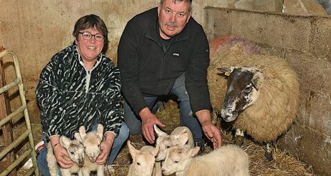 WATCH VIDEO: Mammy and her lamb quintuplets doing well