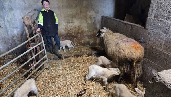 Diarmuid Fallon with the lamb quintuplets on his grandfather's farm.