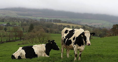 Farmers selling cattle to pay their children's drug debts after gang intimidation