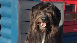 Unique fundraiser for Roscommon animal sanctuary