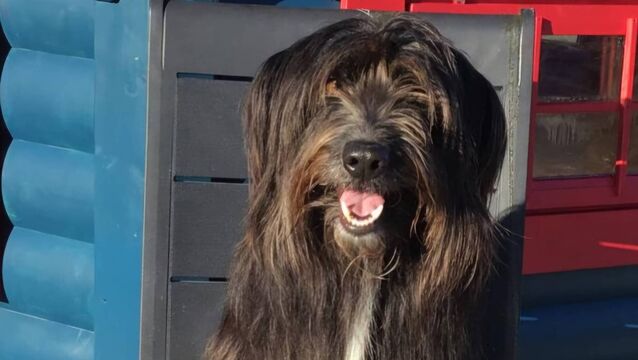 Unique fundraiser for Roscommon animal sanctuary 