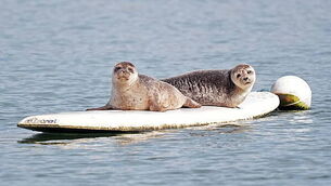 Fuel protests: Gardaí call for organisers to engage with them as protests could continue to next week Fuel protests: Gardaí call for organisers to engage with them as protests could continue to next week