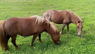 <p>Eamonn Sharkey, from Killaraght is appealing to the public for help in finding his three ponies</p> <p>Eamonn Sharkey, from Killaraght is appealing to the public for help in finding his three ponies</p>