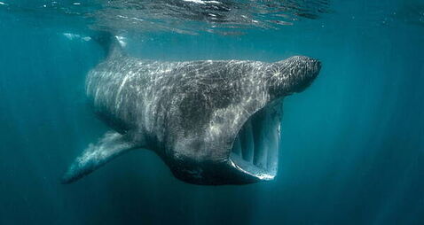 Ireland’s basking sharks and other fish risk overheating, says ‘sobering’ study