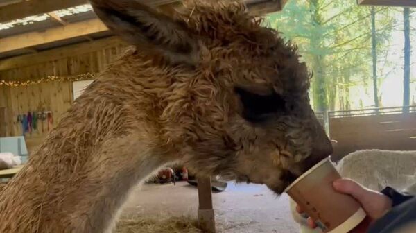 Visitors to the farm can feed the alpacas.