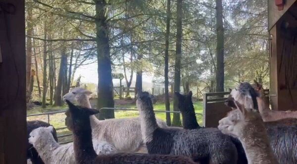 The alpacas enjoying a sunny day at Knockvicar.