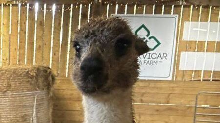Watch: Alpacas bring a touch of the Andes to rural Roscommon