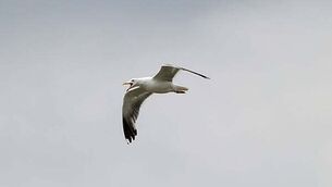 Tánaiste warns of risk of stagflation to Irish economy