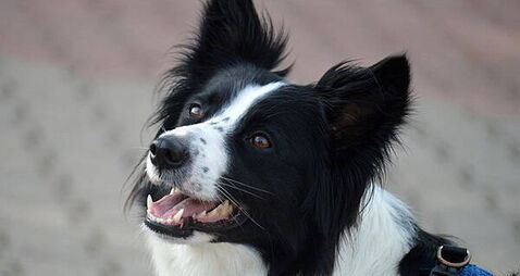 71 per cent of people say they encounter dog faeces daily in public places
