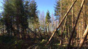 <p>Forestry suffered unprecedented levels of windblow damage from Storm Eowyn.</p>