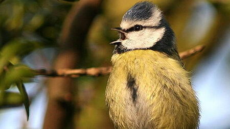 The Dawn Chorus to air this Sunday on RTÉ Radio 1 and lyric fm