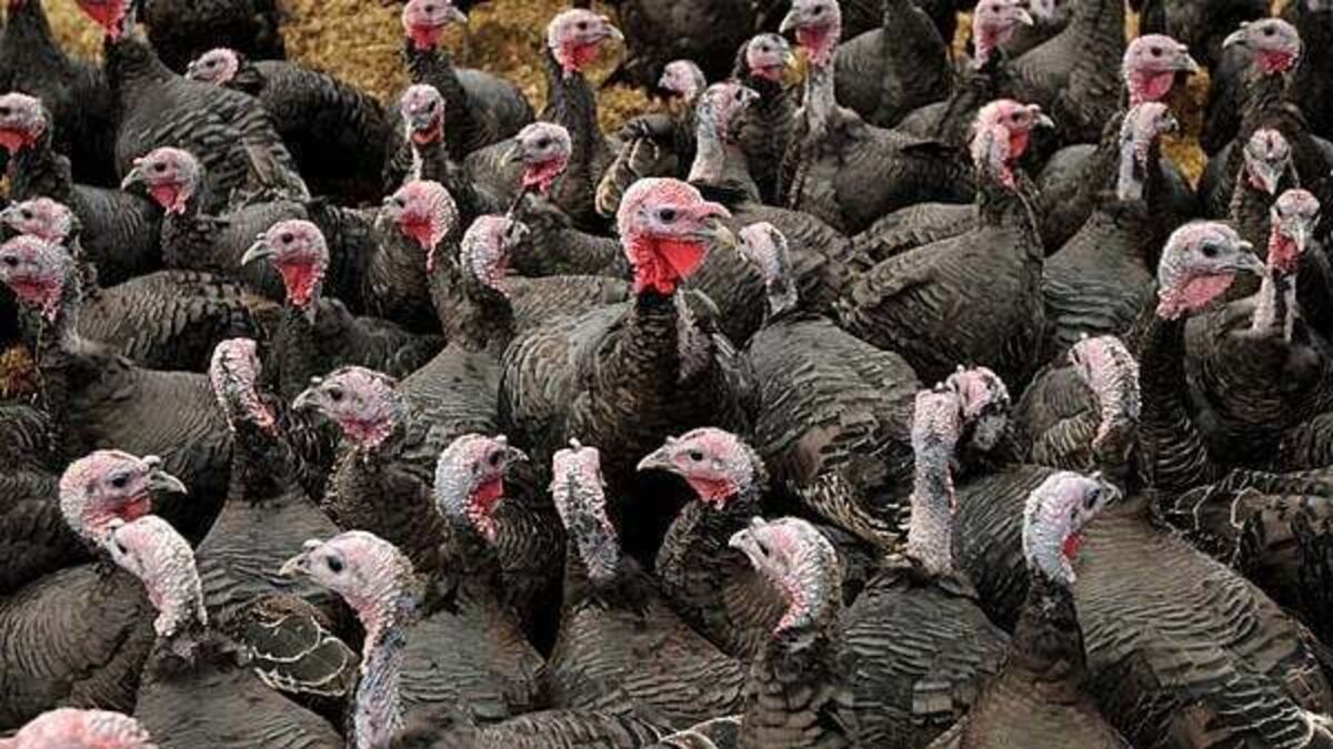 Compulsory housing order for poultry lifted after reduction in risk of avian influenza