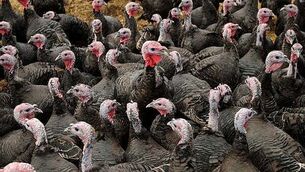 Two married women cleared to challenge refusal of their daughter's citizenship bid