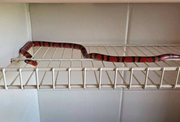 The very healthy Milk Snake which ,unknown to Bernie, had made itself very comfortable in her home. Pic: Gerry Faughnan
