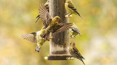 Public advised not to feed garden birds due to disease threat