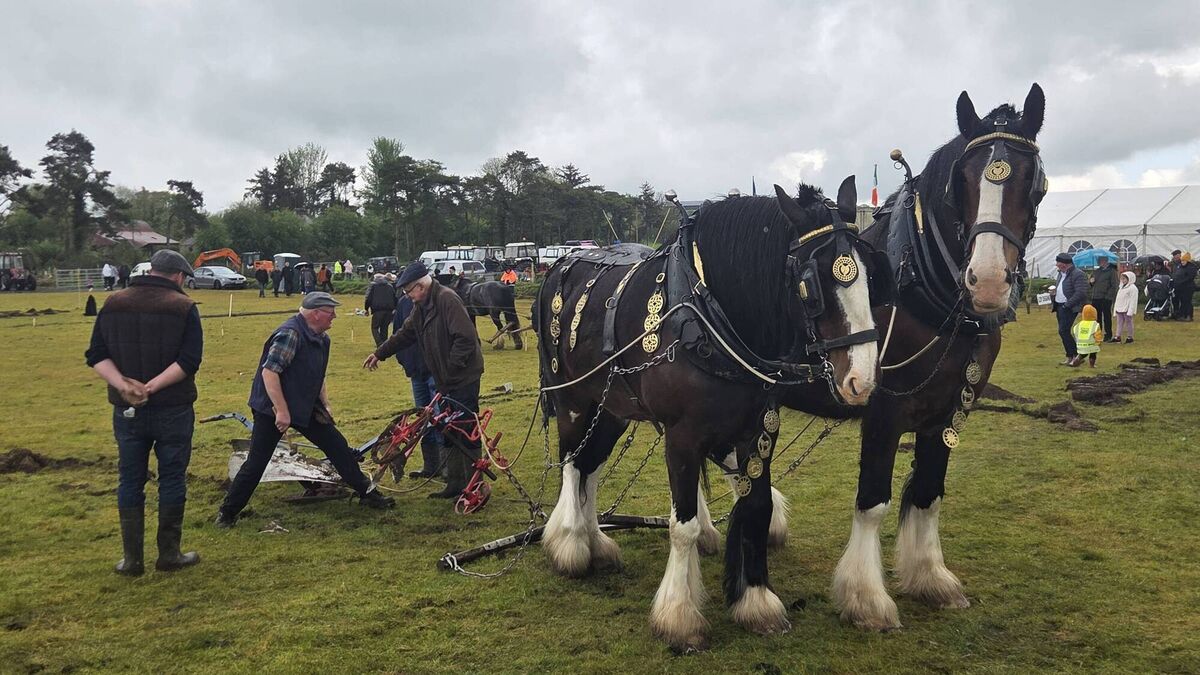Watch video: Traditional horse ploughing proves a big draw at  ploughing championships